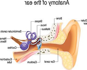 耳部解剖